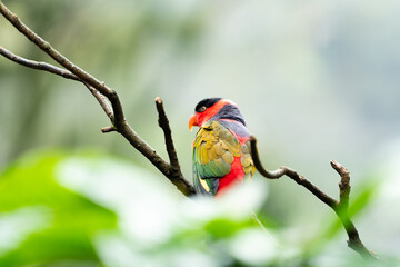 A colorful bird is perched on a branch in a lush green forest