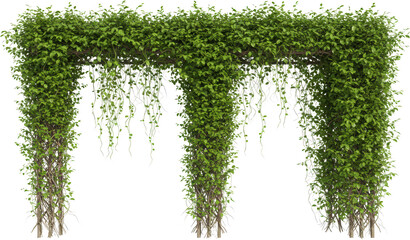 Lush Green Ivy Archway Trellis Climbing Plants Foliage Nature Garden Outdoor Decoration Botanical