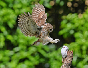 eagle owl on a branch