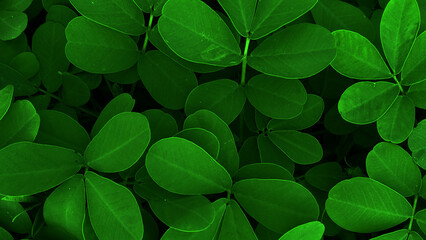 Green plant leaves closeup view background