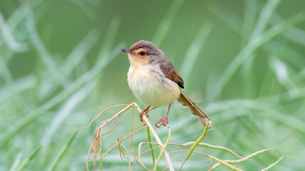 robin in the grass