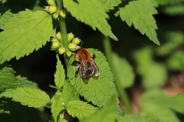 A Tree Bumblebee (Bombus hypnorum) resting on a leaf.
