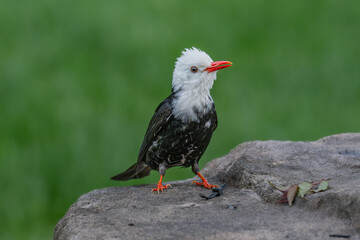 black winged blackbird