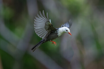 red crowned night heron