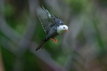 red headed woodpecker
