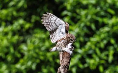 Fototapeta premium barn owl perched on a branch