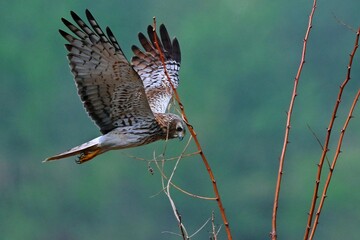 great blue heron in flight