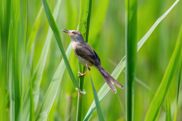 bird on the grass