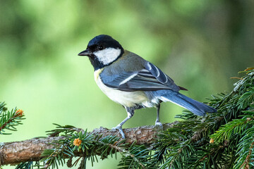 Mésange charbonnière perchée sur une branche de sapin