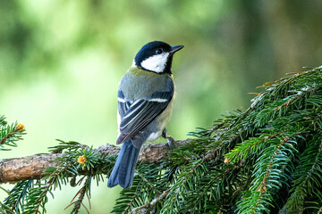 Mésange charbonnière perchée sur une branche de sapin