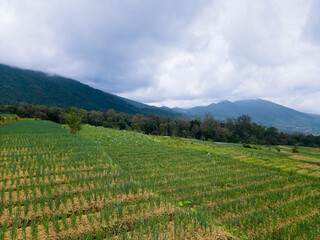 Lush green rice fields stretch across valley floor with misty mountains backdrop, showcasing sustainable agriculture and rural tranquility in tropical farming landscape