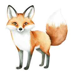 Obraz premium Isolated Full Body Illustration of a Charming Fox with Expressive Eyes and Bushy Tail