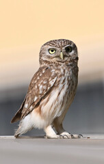 great horned owl in flight