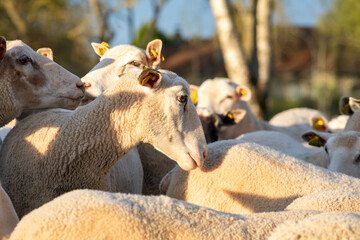 Troupeau de moutons paissant dans un pâturage verdoyant en pleine nature