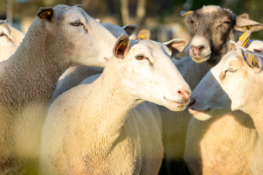Troupeau de moutons paissant dans un p&acirc;turage verdoyant en pleine nature