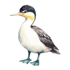 Obraz premium Isolated Grebe Bird in Natural Setting with Detailed Features and Soft Colors Ideal for Educational and Creative Projects