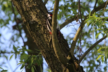 Great spotted Woodpecker (Dendrocopos major) perched on branch. Wildlife scene from nature. Animal in the nature habitat. Bird in spring forest.In front of green background.
