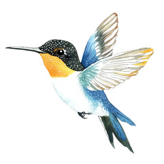 Obraz premium Beautiful Isolated Hummingbird in Vibrant Colors with Elaborate Feather Details Capturing Nature's Delicate Beauty