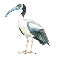 Obraz premium Elegant Ibis Standing Isolated on Transparent background, Capturing Natural Beauty and Grace of This Unique Bird Species