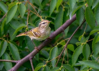 baby tree sparrow