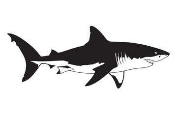 Shark Silhouette – Dangerous Ocean Predator Drawing