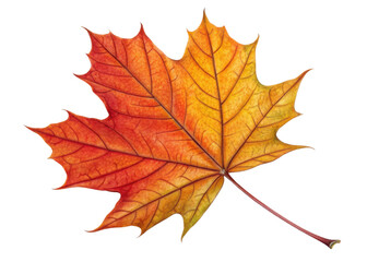 Vibrant maple leaf displays beautiful gradient of red and yellow hues with detailed veins and smooth texture in autumn
