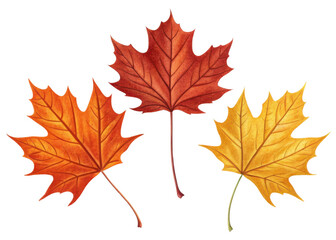 Fototapeta premium Three colorful maple leaf in red orange and yellow shades isolated on transparency background showing autumn nature beauty