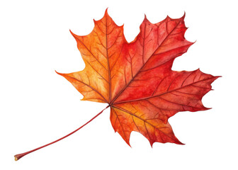 Obraz premium Vibrant maple leaf displays beautiful gradient of red and orange hues with detailed veins and long stem in autumn season