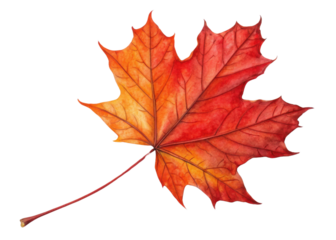 Vibrant maple leaf displays beautiful gradient of red and orange hues with detailed veins and long stem in autumn season