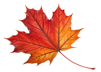 Vibrant maple leaf displays stunning gradient of red and orange hues with detailed veins creating beautiful autumn symbol
