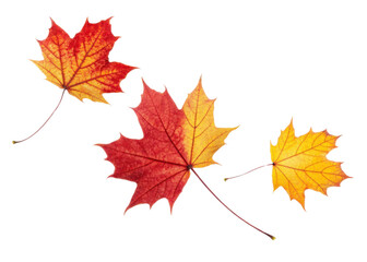 Autumn maple leaf with vibrant red and yellow colors showing natural veins and texture in beautiful seasonal display of fall foliage