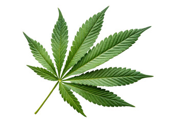 Cannabis leaf isolated on transparency background with detailed texture and vibrant green color showing natural beauty and fresh plant life