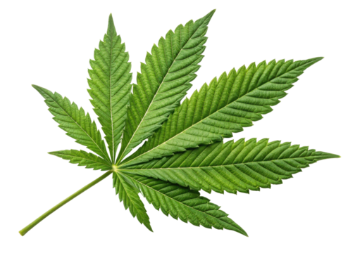 Green cannabis leaf with detailed texture and veins isolated on transparency background showing natural beauty and vibrant color