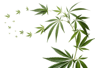 Cannabis leaf design with green leaves arranged in flowing pattern creating natural and fresh visual effect with vibrant colors and detail