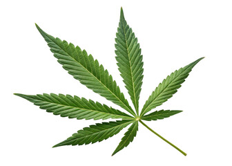Cannabis leaf with serrated edges and vibrant green color isolated on transparency background showing natural texture and detail