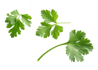 Fresh cilantro leaf with vibrant green color and natural texture isolated on transparency background creating fresh and lively feeling
