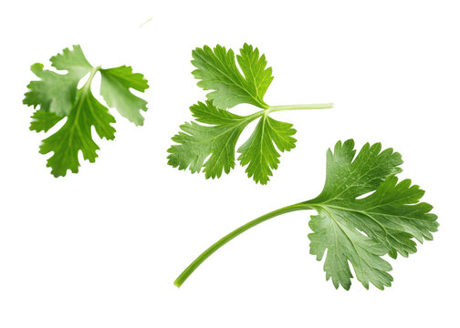 Fresh cilantro leaf with vibrant green color and natural texture isolated on transparency background creating fresh and lively feeling