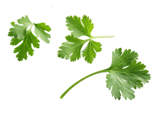 Fresh cilantro leaf with vibrant green color and natural texture isolated on transparency background creating fresh and lively feeling