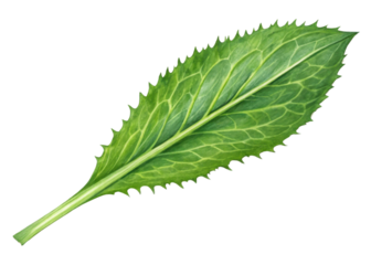 Fresh culantro leaf with serrated edges and visible veins isolated on transparency background showing natural texture and vibrant green color