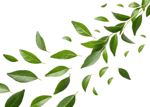 Fresh green curry leaf branch with scattered leaves isolated on transparency background creating natural and vibrant atmosphere