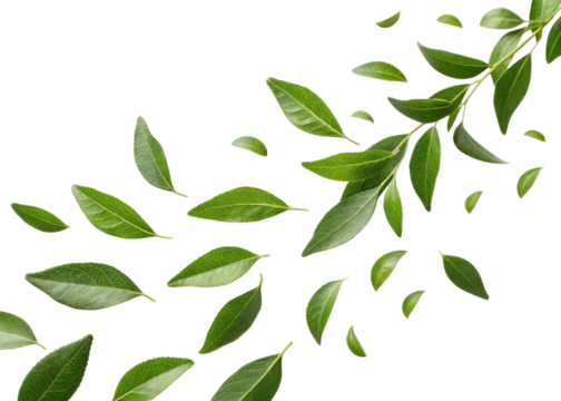 Fresh green curry leaf branch with scattered leaves isolated on transparency background creating natural and vibrant atmosphere