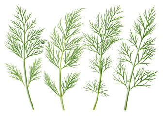 Obraz premium Fresh dill leaf with delicate green feathery leaves isolated on transparency background perfect for culinary use and natural decoration