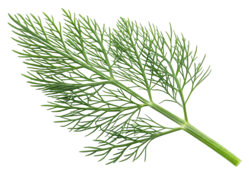 Fresh green dill leaf with delicate feathery texture perfect for culinary use and adding flavor to dishes