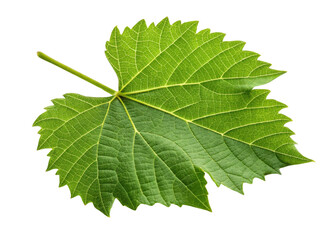 Vibrant green grape leaf with detailed veins and serrated edges, showcasing natural texture and fresh growth in bright light