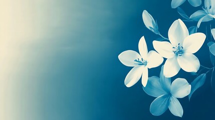 Fototapeta premium White flowers with blue background, and nature.