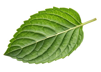 Obraz premium Holy basil leaf with fresh green texture and detailed veins isolated on transparency background for natural herbal concept