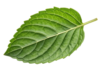 Holy basil leaf with fresh green texture and detailed veins isolated on transparency background for natural herbal concept