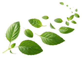 Fototapeta premium Holy basil leaf fresh green herb leaves isolated on transparency background natural healthy ingredient for cooking and medicine