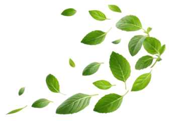 Fresh holy basil leaf collection with vibrant green color and natural texture floating on transparent background for healthy herbal use