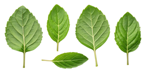 Holy basil leaf fresh green herb leaves isolated on transparency background natural healthy ingredient for cooking and medicine